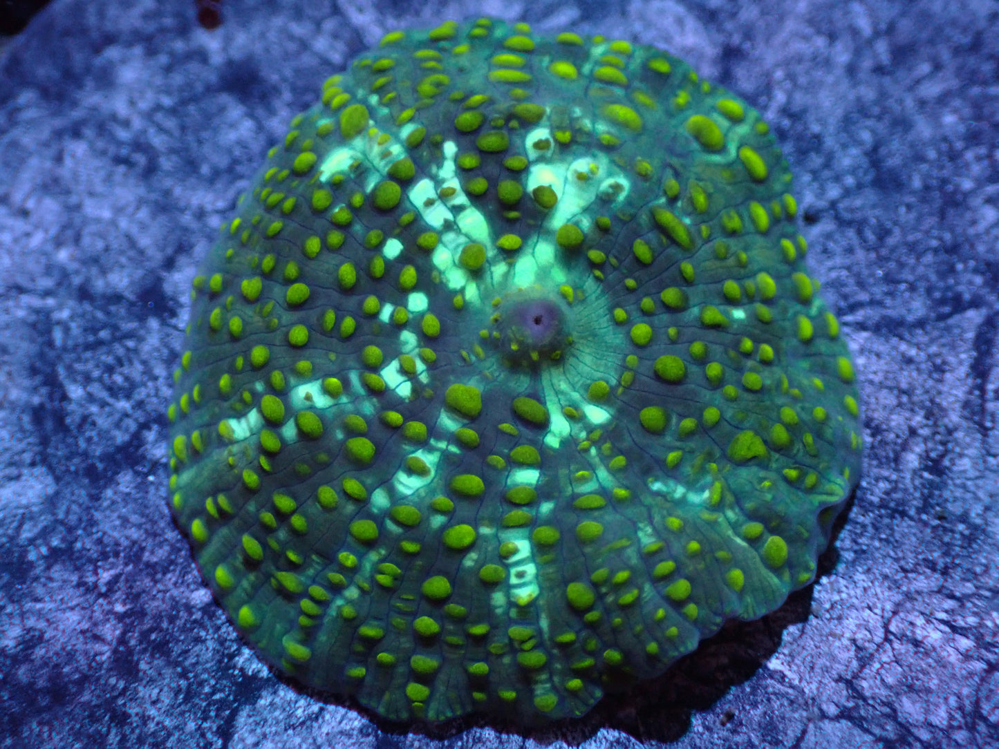 Yellow Polka Dot Discosoma Mushroom Auction 7/14 Ended