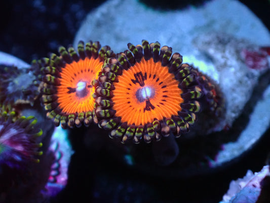 WWC Bloodsucker Zoa Auction 7/17 Ended