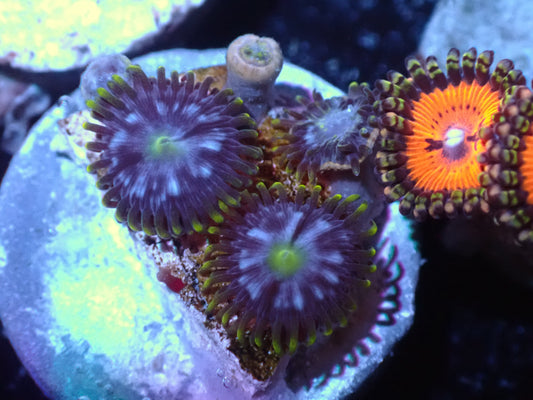 Warp Speed Zoa Auction 7/17 Ended