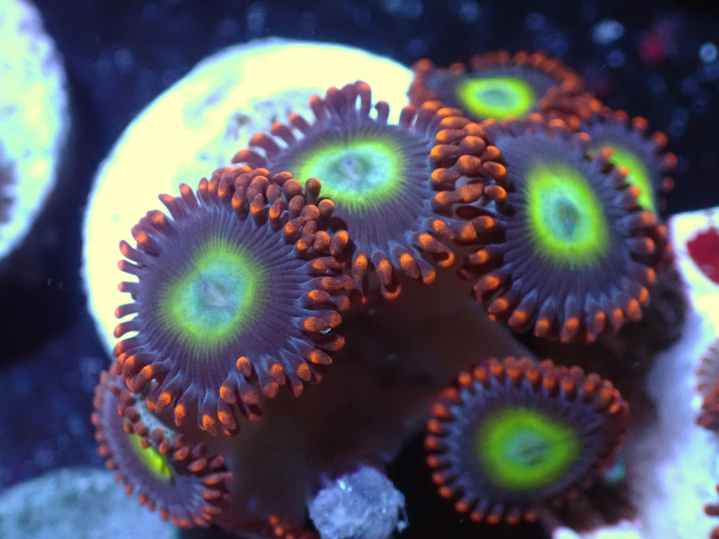 Circus Zoa Auction 7/17 Ended