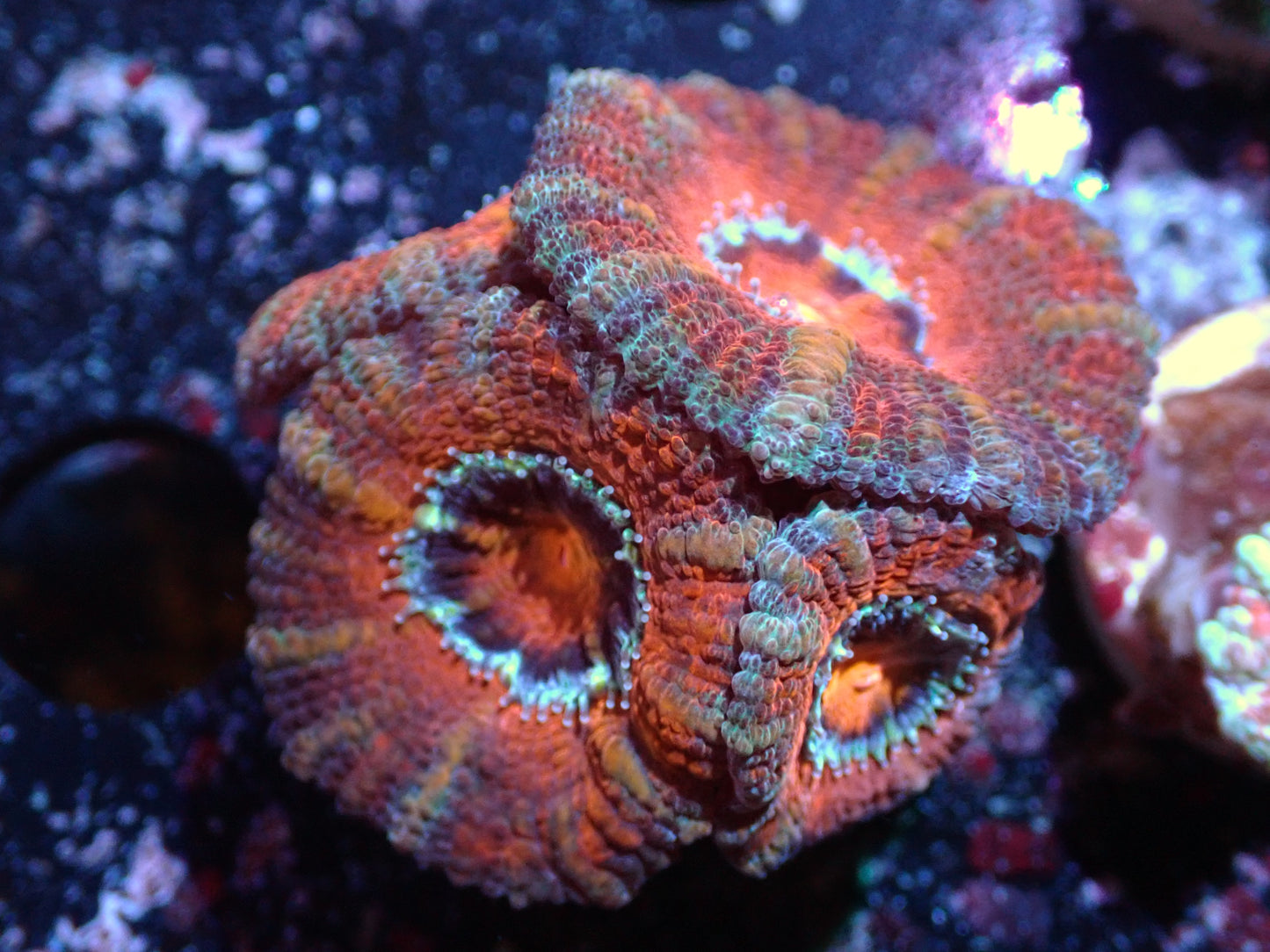 Red and Green Acan Auction 7/17 Ended