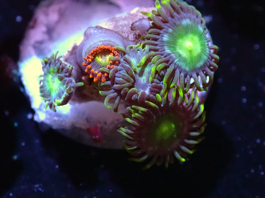 Unnamed Zoa Auction 7/19 Ended