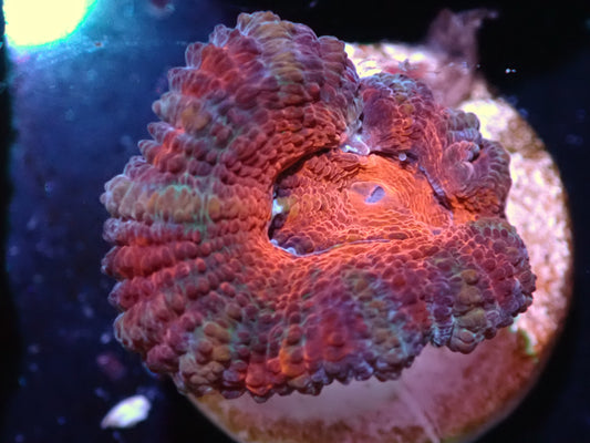 Red Lava Acan Auction 7/19 Ended