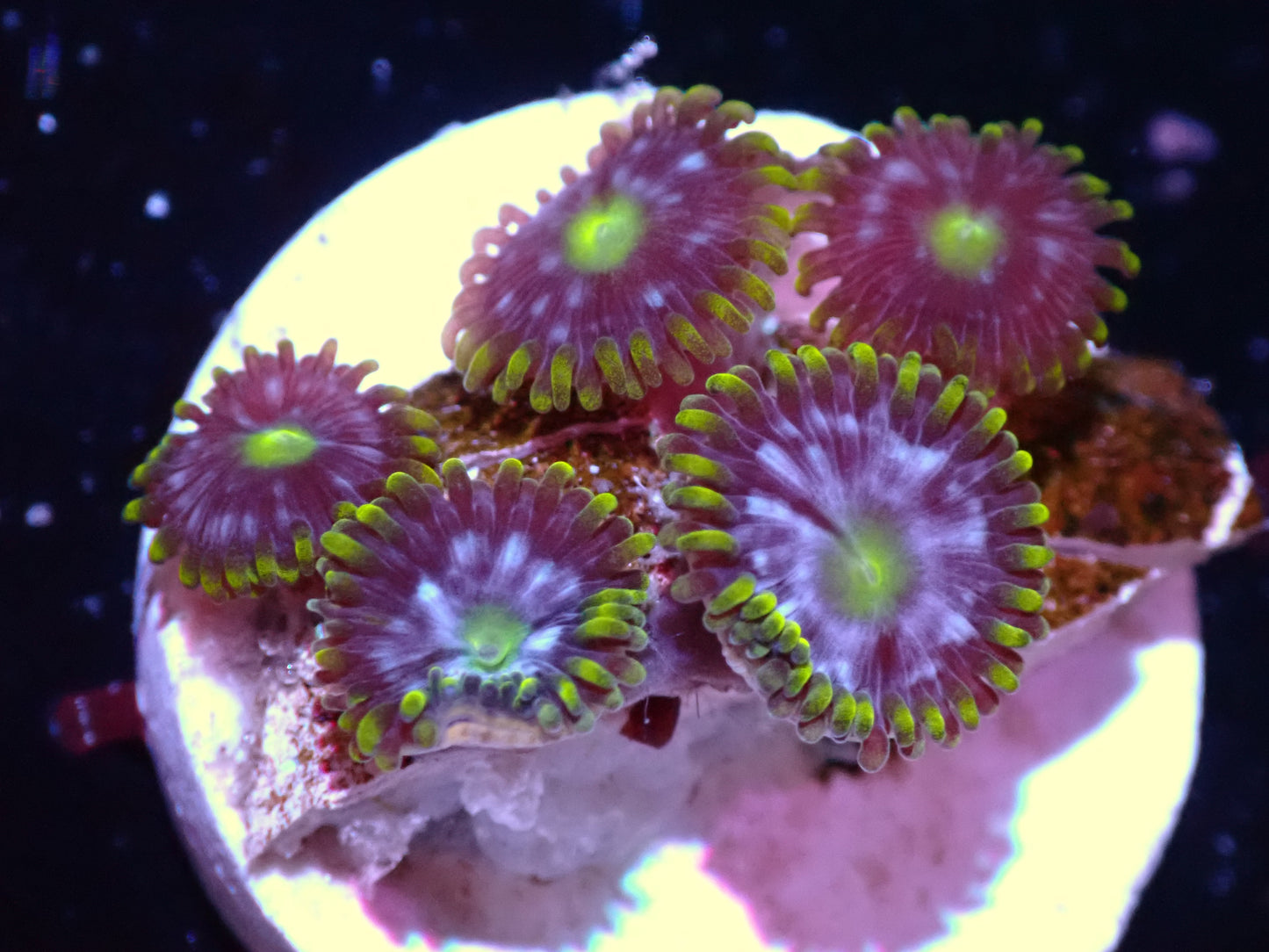 Warp Speed Zoa Auction 7/19 Ended