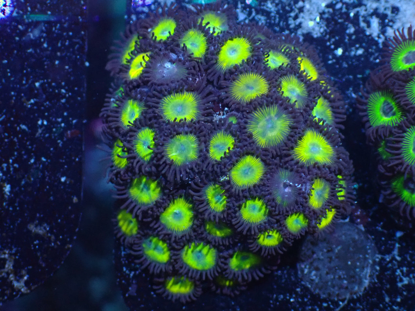 Yellow Submarine Zoa Auction 7/21 Ended