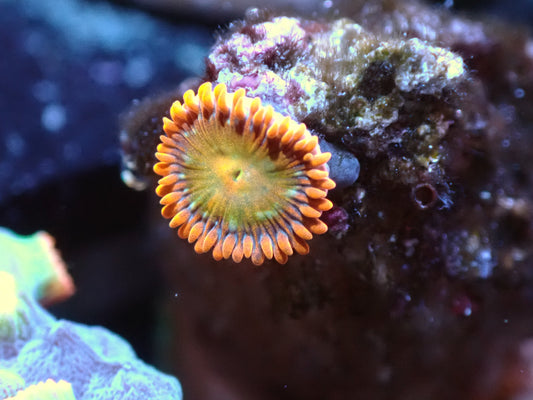 Spitfire Zoa Auction 7/21 Ended