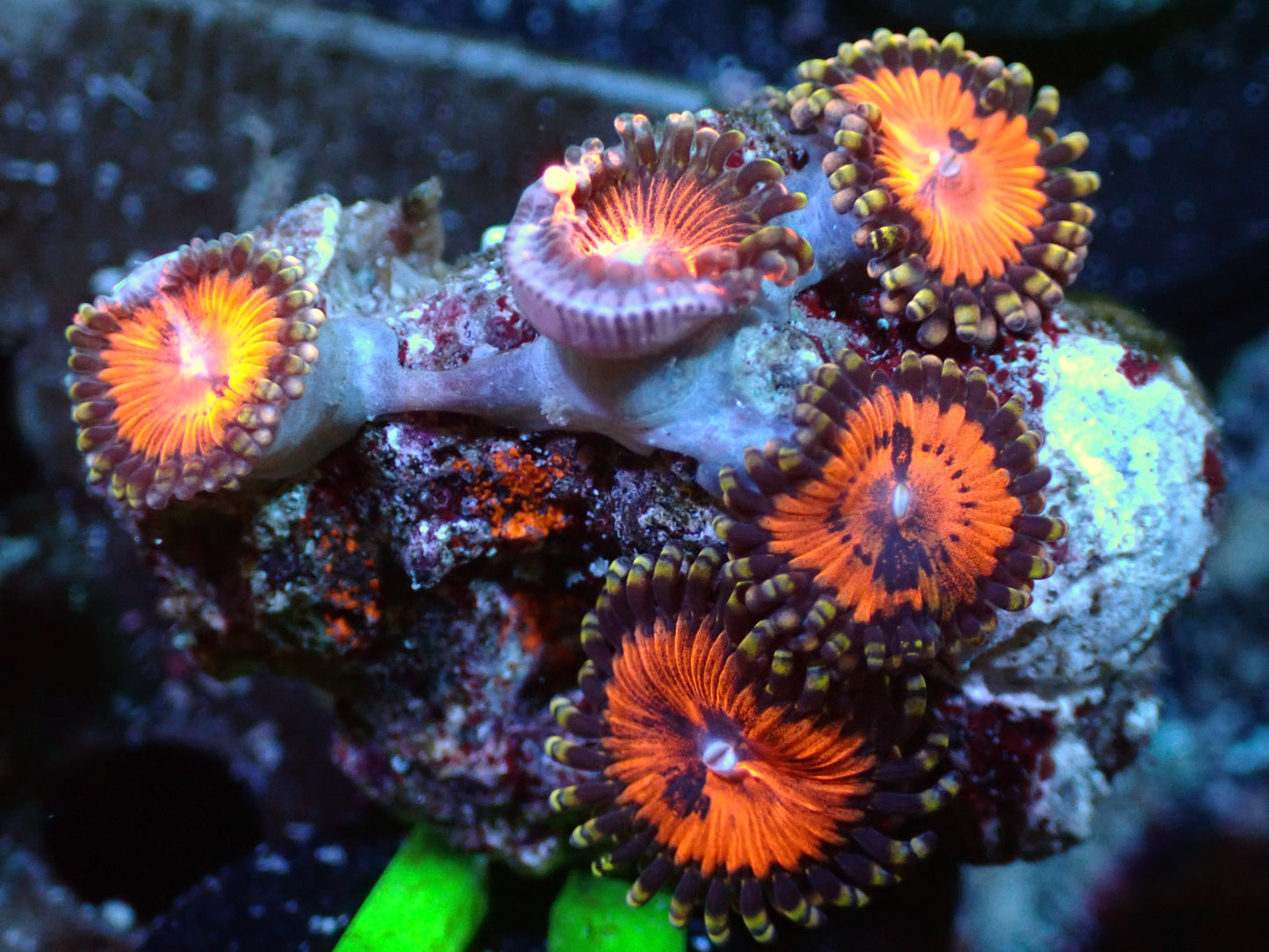 WWC Bloodsucker Zoa Auction 7/24 Ended