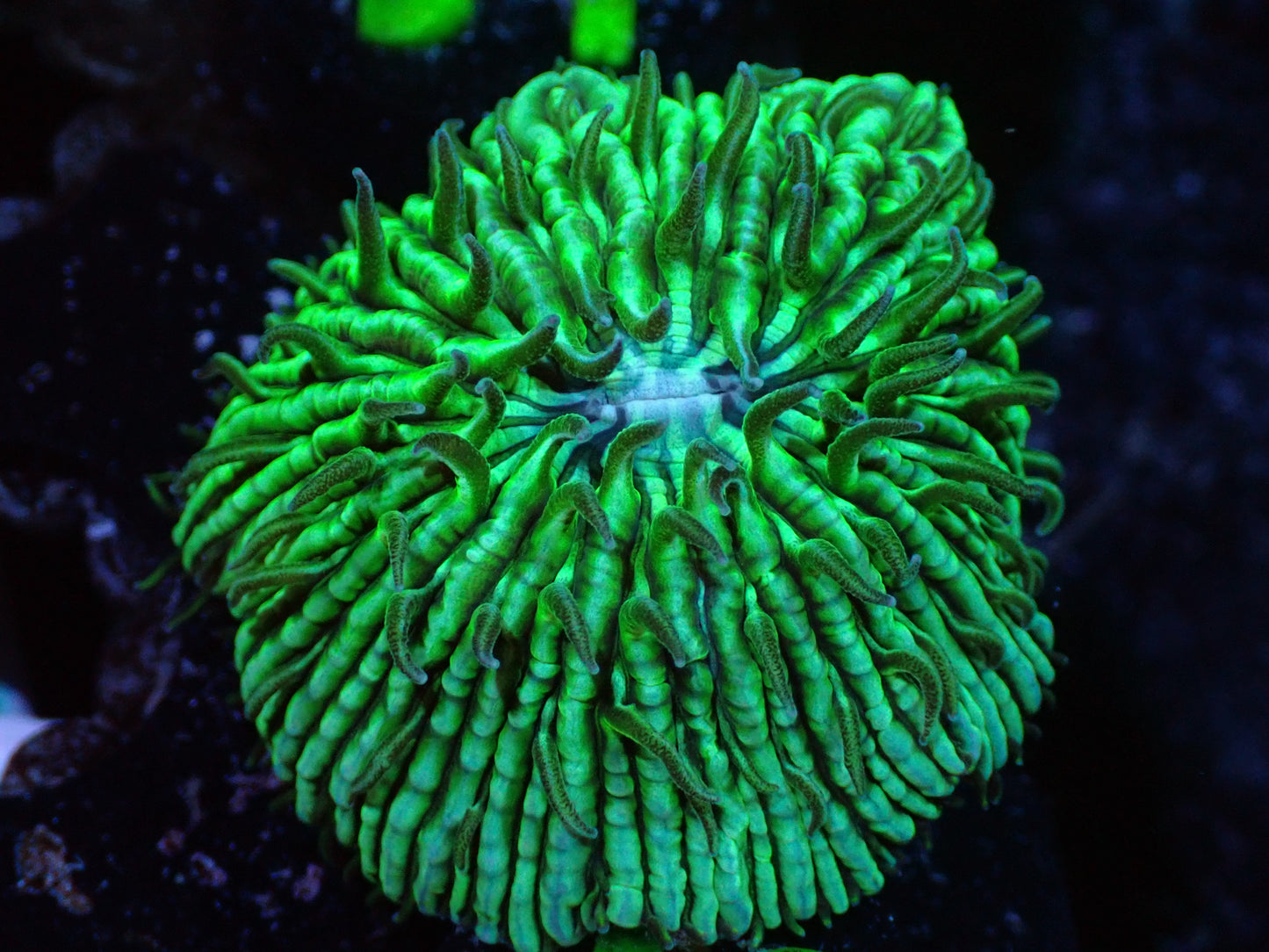 Green on Green Fungia Aquacultured Auction 7/24 Ended