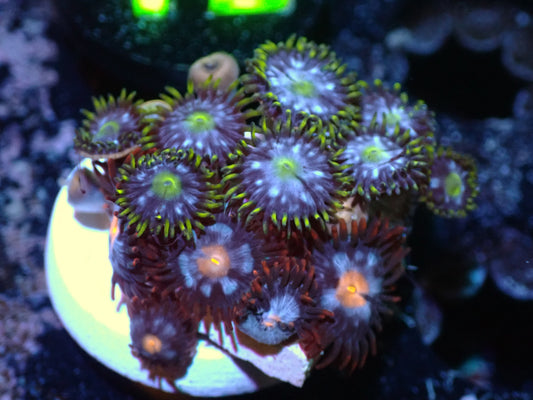 Warp Speed + Mystique Zoa Auction 7/26 ended