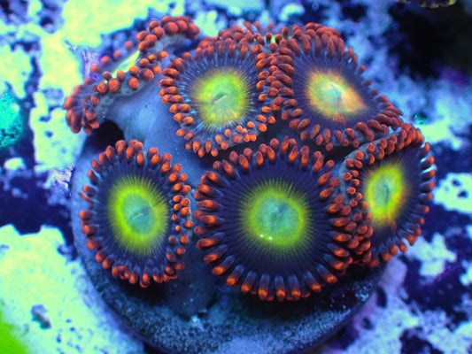 Circus Zoa Auction 7/31 Ended