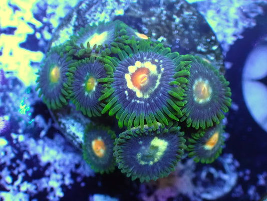 Daisy Cutter Zoa Auction 7/31 Ended