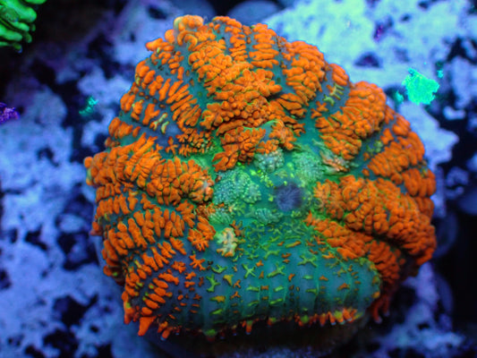 Superman Rhodactis Mushroom Auction 7/31 Ended