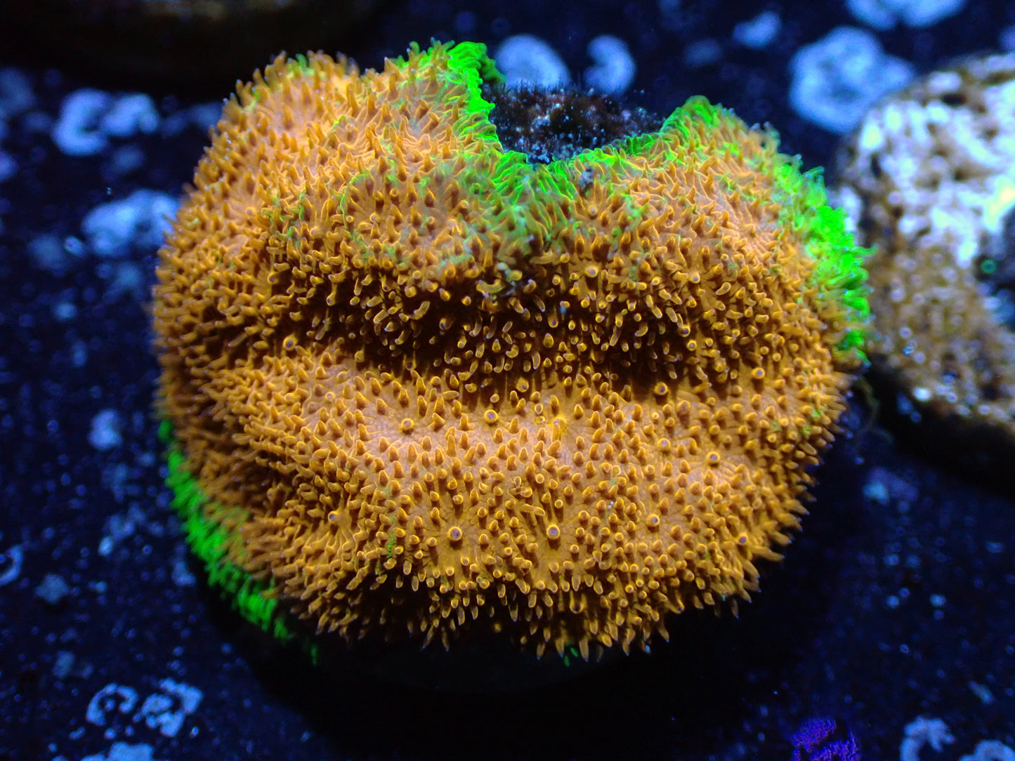 Aquacultured Fungia Auction 8/2 ended
