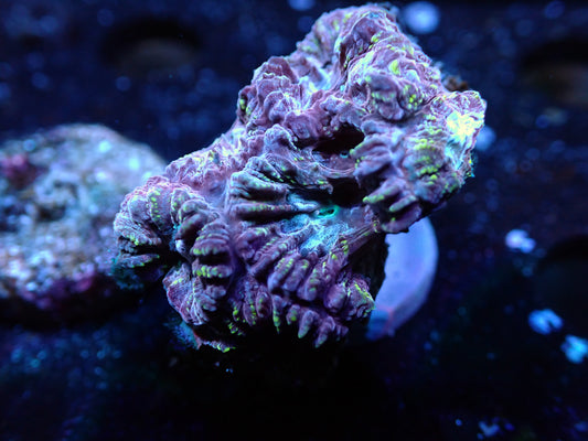 Fairgrounds Favia Auction 8/4 ended