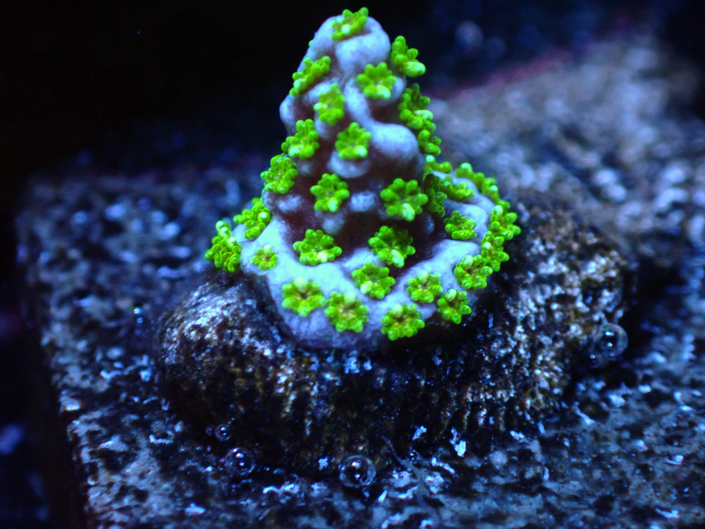 Tubbs Montipora Stellata Auction 8/4 ended