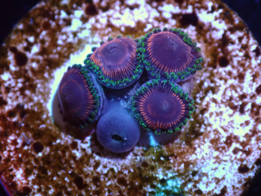 WWC Space Queen Zoas Auction 8/4 ended