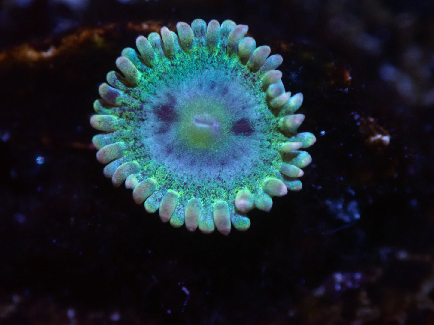 Unkown Zoa Auction 8/4 ended