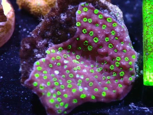 Sunset Montipora Auctions 8/7 ended