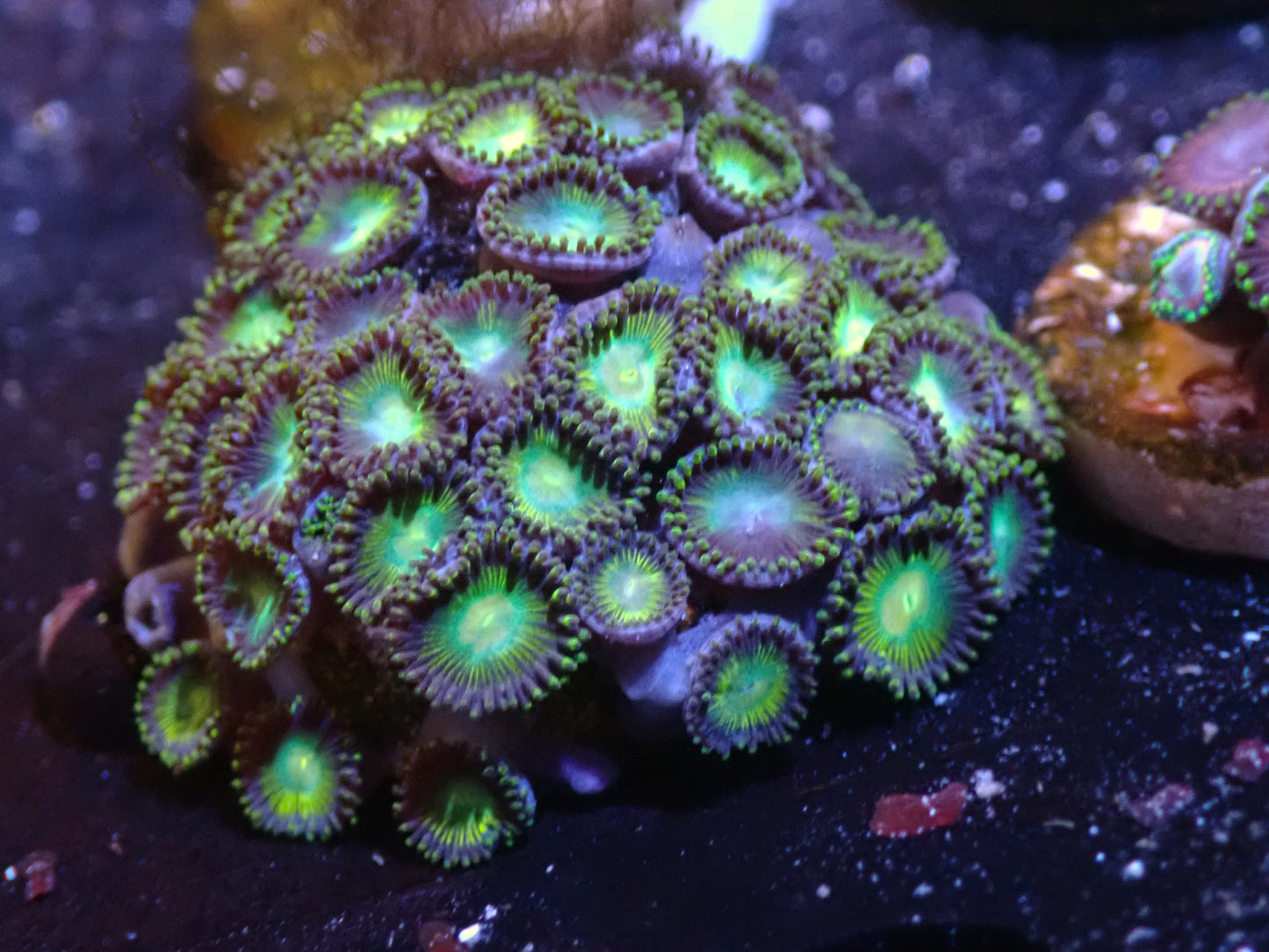 LG Unkown Zoas Auctions 8/11 ended