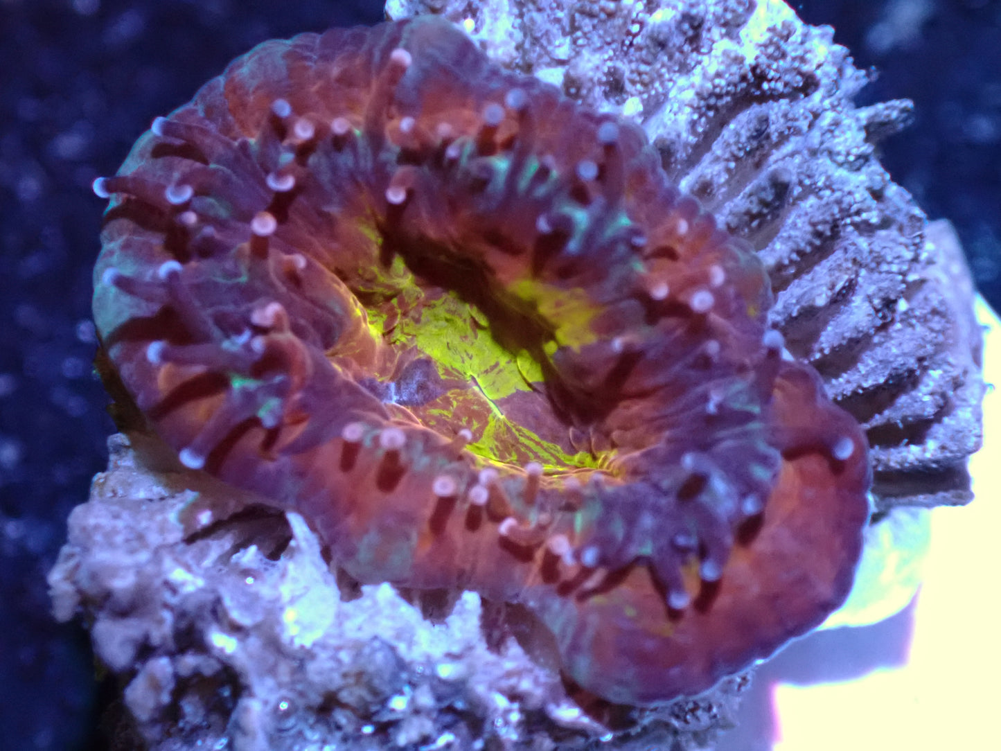 Yellow Center Acan Auctions 8/9 ended