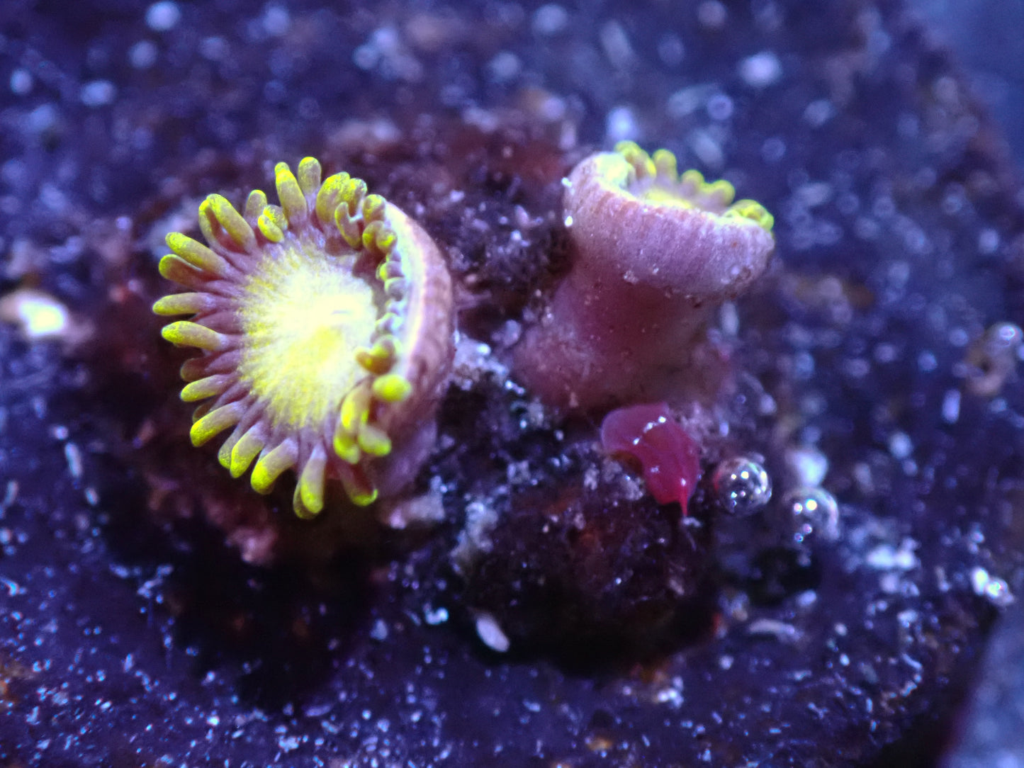 King Mitis Zoas Auctions 8/9 ended