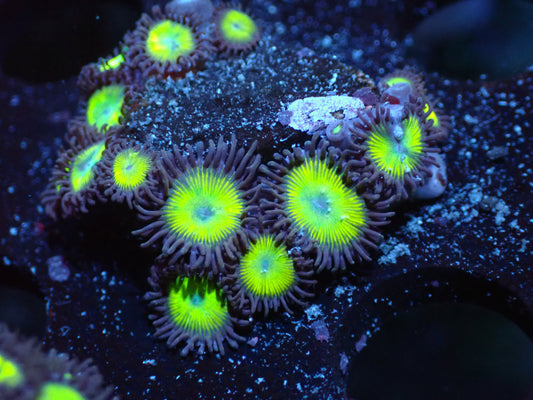 Yellow Submarine Zoas Auctions 8/9 ended