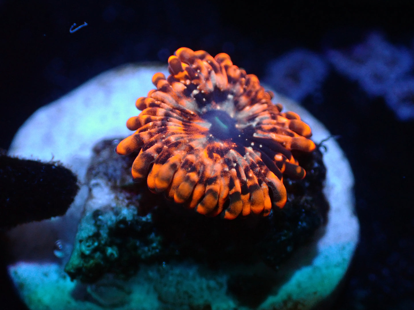 Utter Chaos Zoas Auctions 8/11 ended