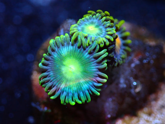 Unkown Blue/Green Zoa Auctions 8/14 ended