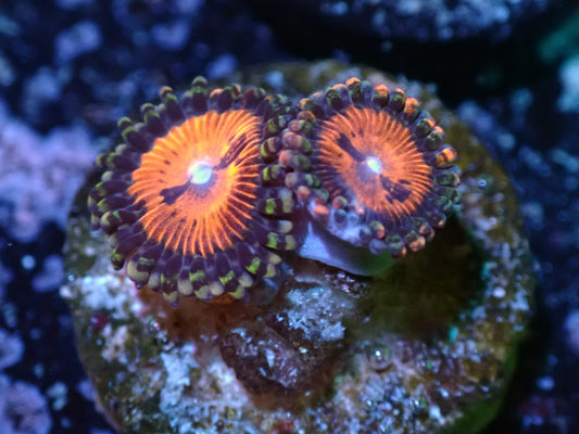 Bloodsucker Zoas Auctions 8/14 ended