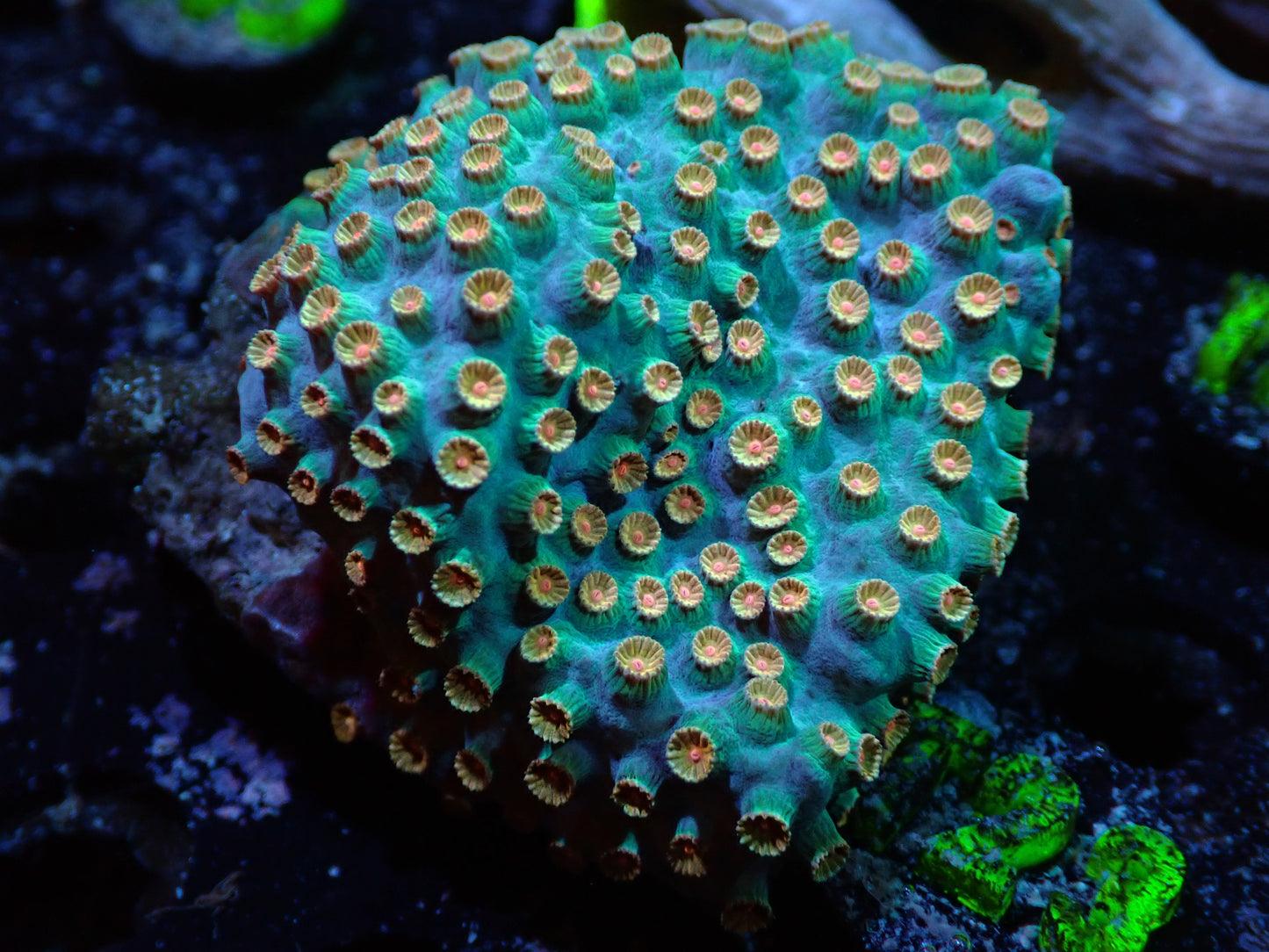 Meteor Shower Cyphastrea Auctions 8/14 ended