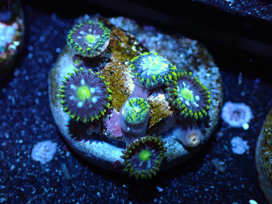 Warp Speed Zoas Auctions 8/14 ended