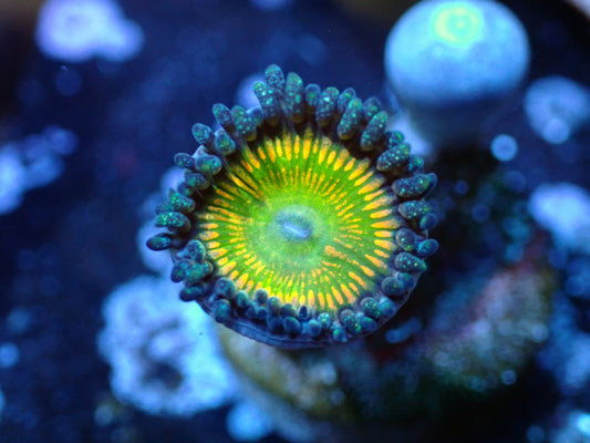 Sunny D Zoas Auctions 8/14 ended