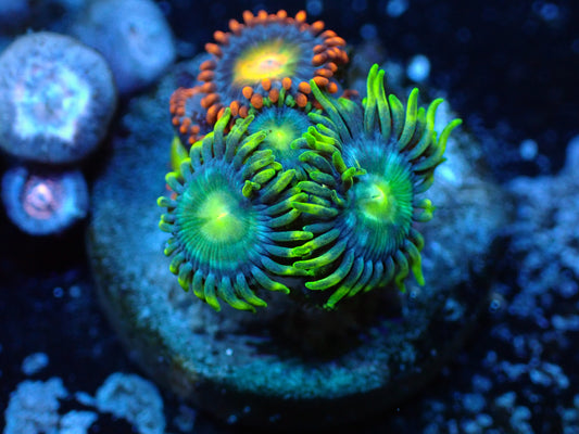 Unkown Zoa Combo Auctions 8/16 ended