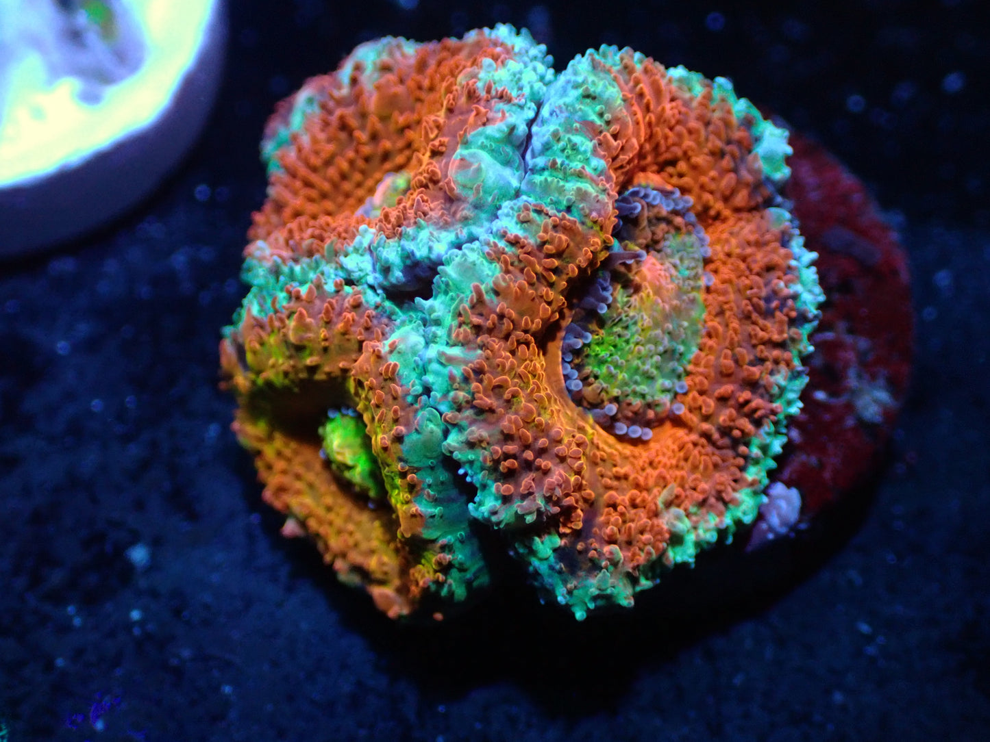 Yellow Center Acan Auctions 8/16 ended