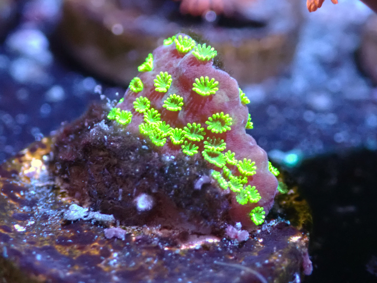 Sunset Montipora Auctions 8/16 ended