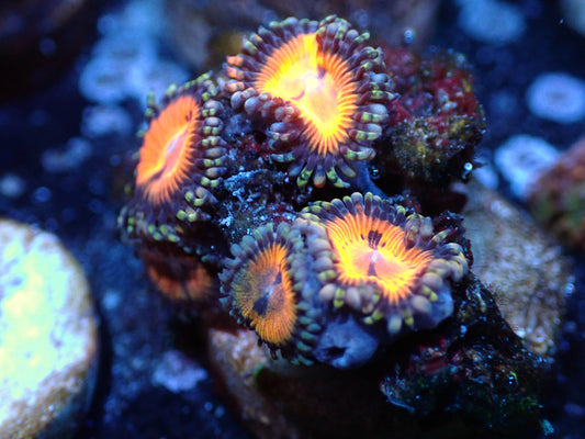Bloodsucker Zoas Auctions 8/18 ended