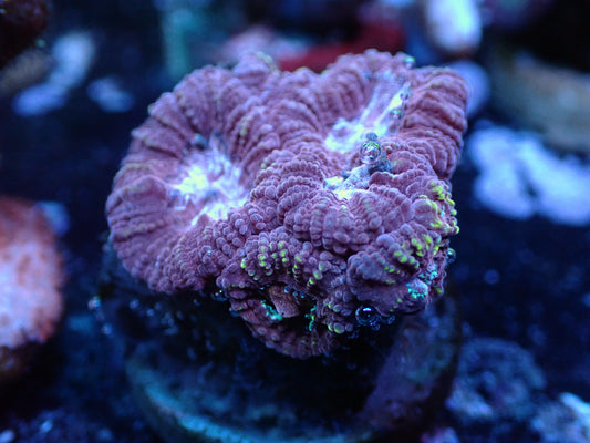 Fairgrounds Favia Auctions 8/25 Ended