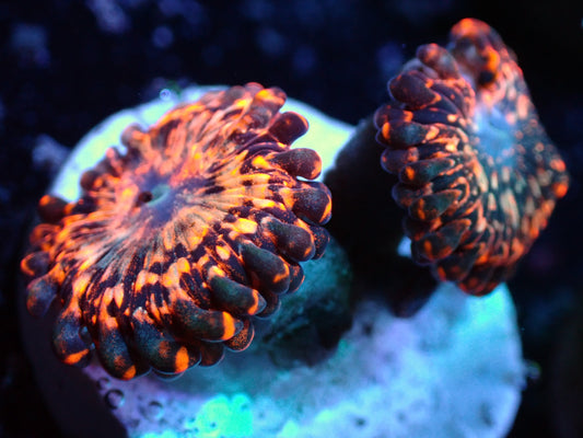 Utter Chaos Zoa Auction 8/28 ended