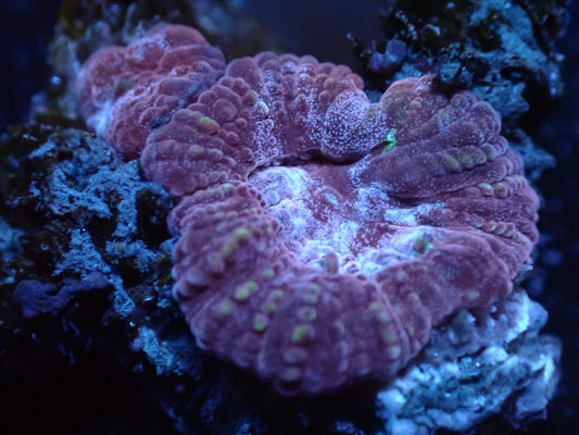 Fairgrounds Favia Auctions 8/30 ended