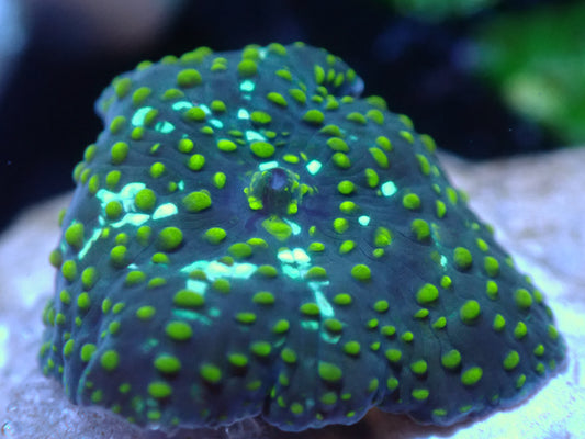 Yellow Speckled Discosomma Auctions 8/30 ended