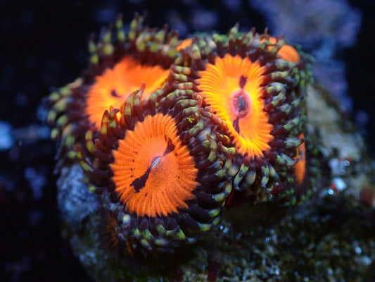 Bloodsucker Zoas Auctions 9/4 ended