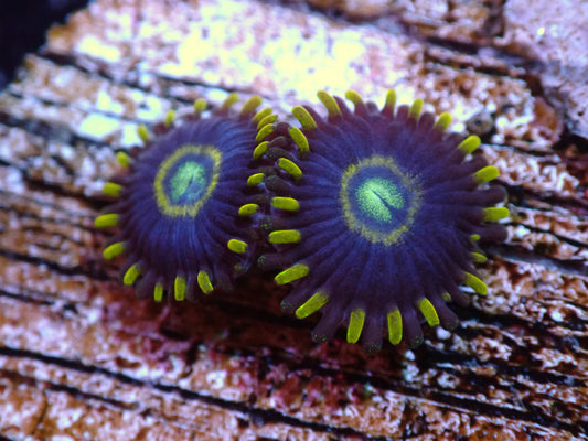 Blue Hornet Zoas Auctions 9/8 Ended