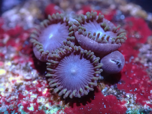 Tubbs Blue Zoas Auctions 9/15 ended