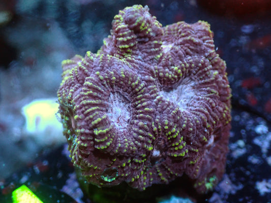 Fairgrounds Favia Auctions 9/18 ended