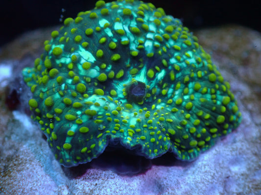 Yellow Speckled Discosoma Auctions 9/18 ended