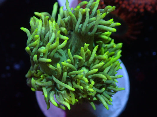 Yellow Gonipora Auctions 9/20 ended