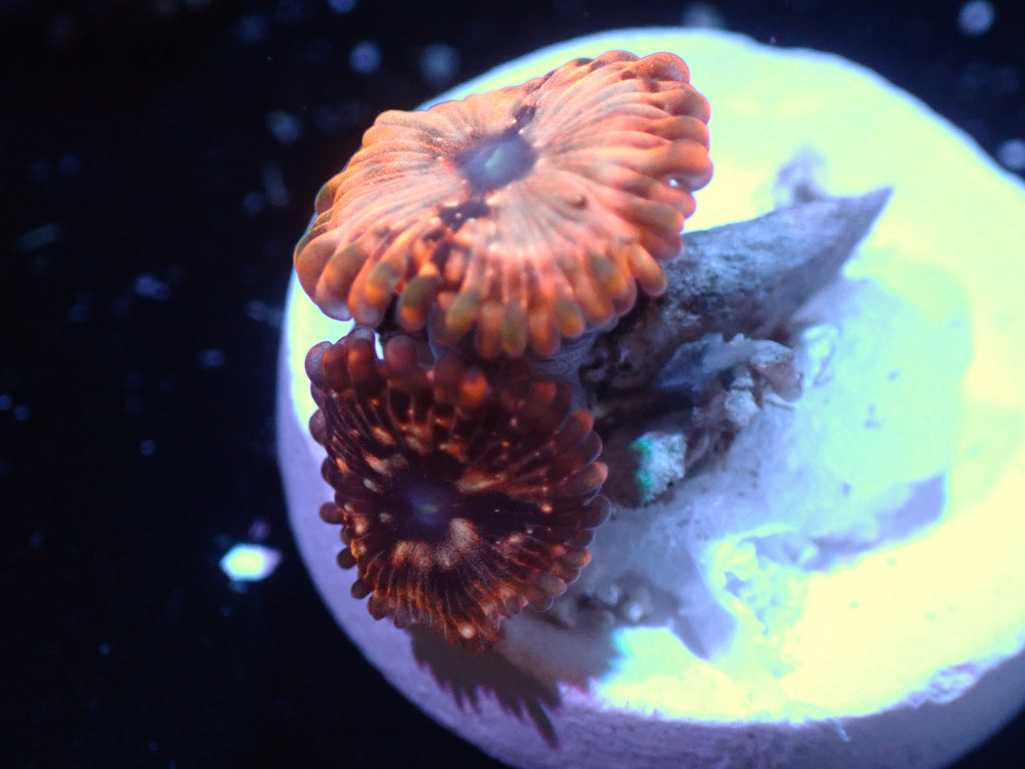 Utter Chaos Zoas Auctions 9/20 ended