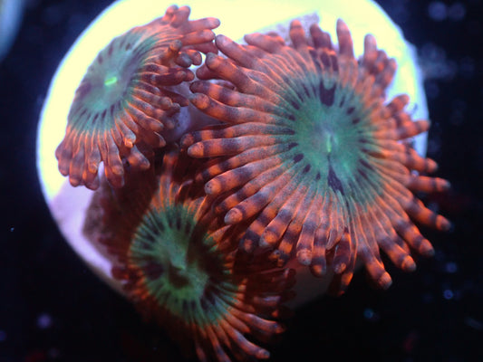 Utter Peace Zoas Auctions 9/20 ended