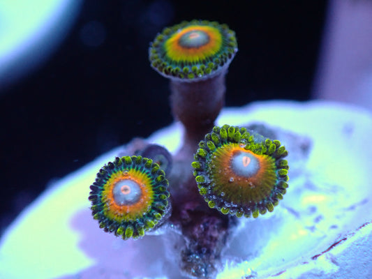 Super Saiyan Zoas Auctions 9/22 ended