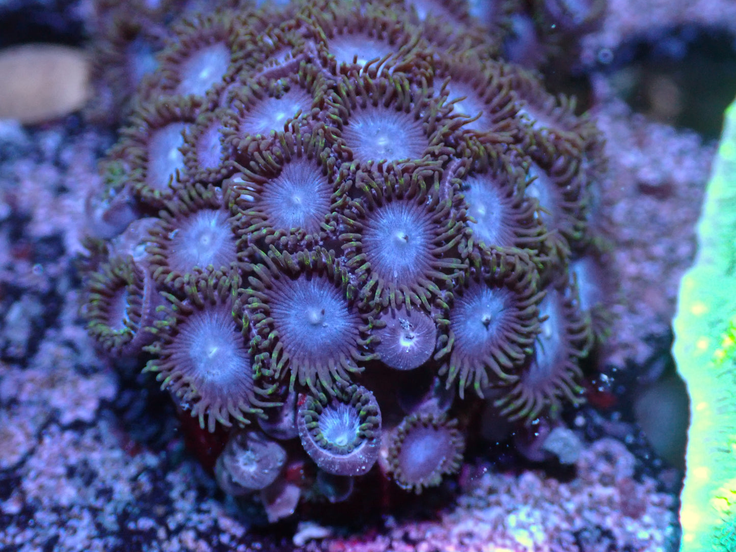 Tubbs Blue Zoa Colony Auctions 9/25 ended